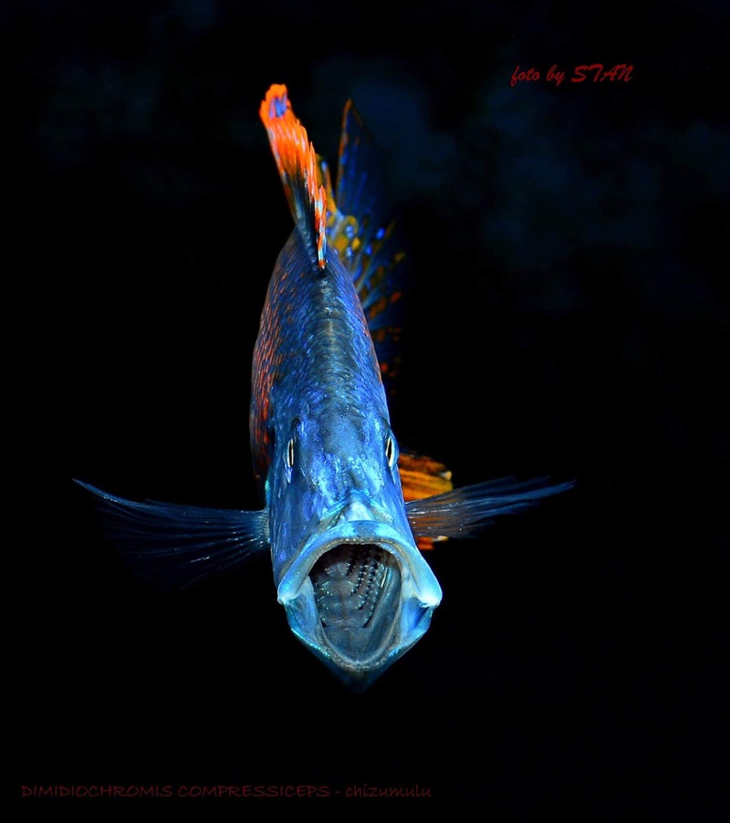 Dimidiochromis compressiceps